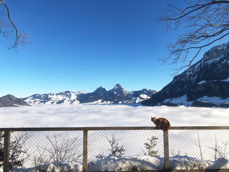 Das grosse Glück in den kleinen Dingen