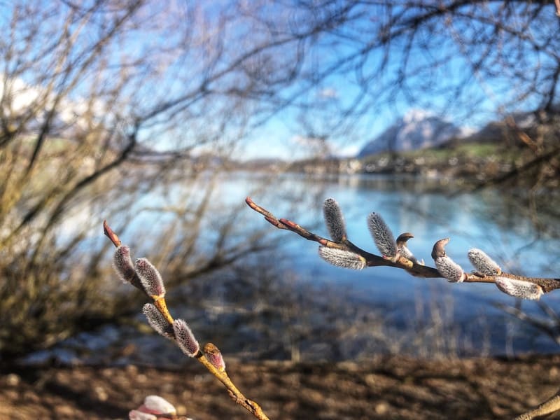 Träume manifestieren