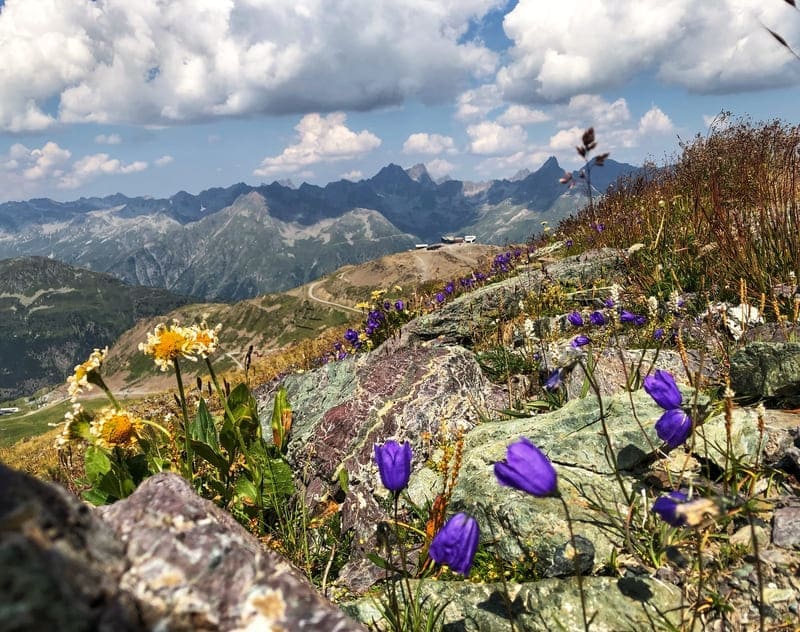 dunkle Wolken oder farbige Blumenpracht
