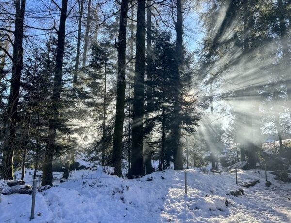Rückzugsort Natur - Sonne scheint durch den Wald