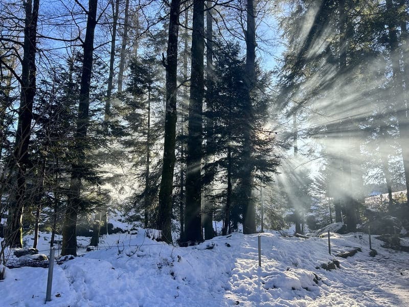 Rückzugsort Natur - Sonne scheint durch den Wald